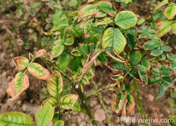 地栽月季大面積枯萎，到底是什么原因？(圖1)