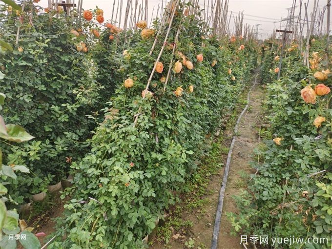 降溫了，月季筍芽要剪嗎？(圖1)