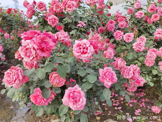 月季花期可以施肥嗎？月季施肥全指南(圖1)