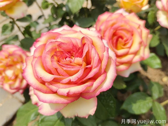 月季花期可以施肥嗎？月季施肥全指南(圖2)