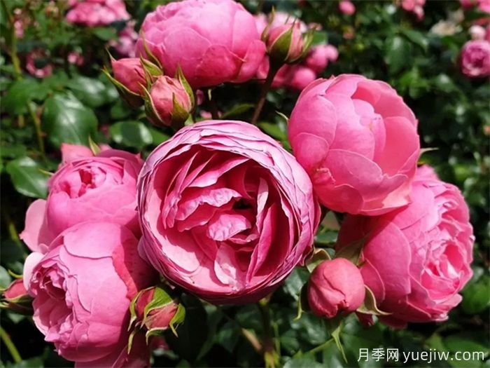 月季花苞打不開、枯萎是咋回事？(圖3)
