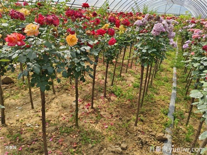月季越剪開(kāi)花越多枝條越壯，修剪應(yīng)該怎么操作？(圖1)