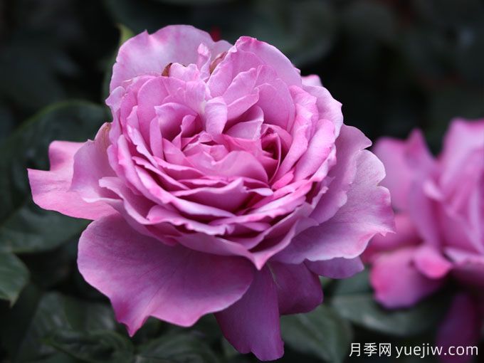 陽光不充足也能養(yǎng)月季嗎？(圖1)