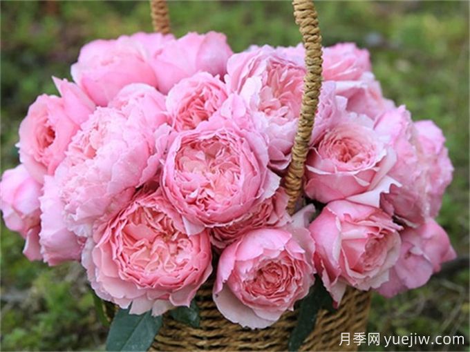 月季病害為什么這么多？藥物可以一起混合噴嗎？(圖2)