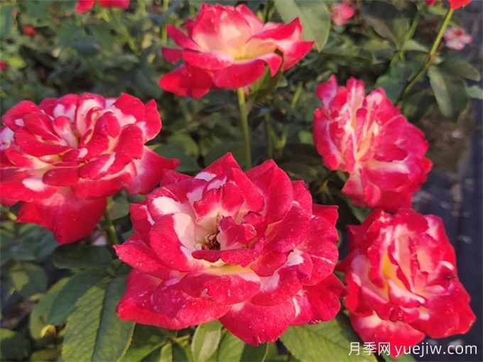養(yǎng)了很長(zhǎng)時(shí)間的月季，卻一直不開花？(圖1)
