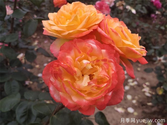 養(yǎng)了很長(zhǎng)時(shí)間的月季，卻一直不開花？(圖2)