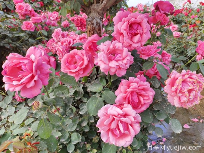 月季秋季花期，如何保證秋天花開爆盆？(圖2)