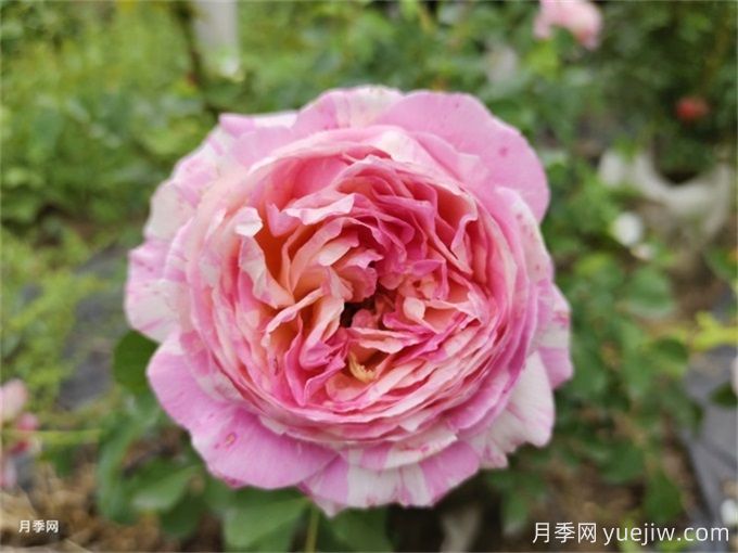 兩廣地區(qū)如何種植月季？修剪病害防治教程(圖1)