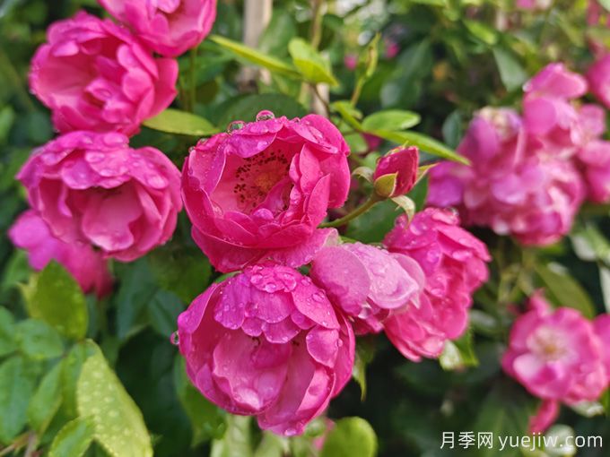 兩廣地區(qū)如何種植月季？修剪病害防治教程(圖2)