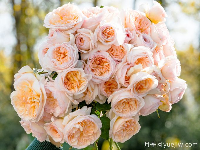 5款月季推薦！花友種過都說好的品種(圖1)