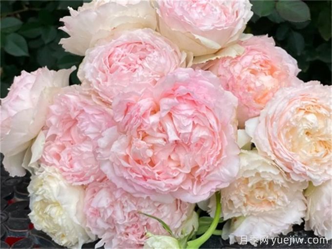 5款月季推薦！花友種過都說好的品種(圖2)