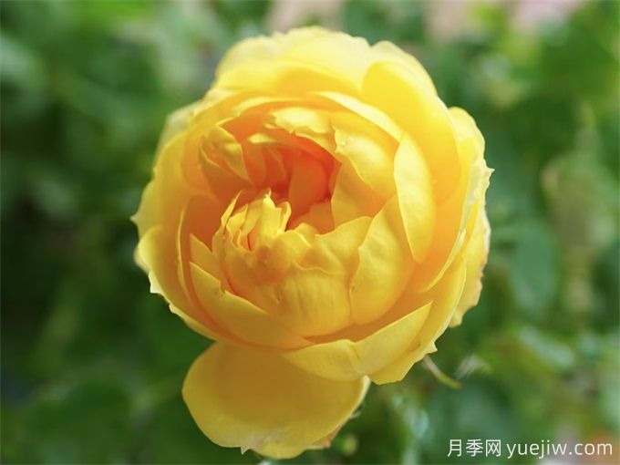 十年月季路，分享4款月季老品種的養(yǎng)護(hù)心得(圖1)