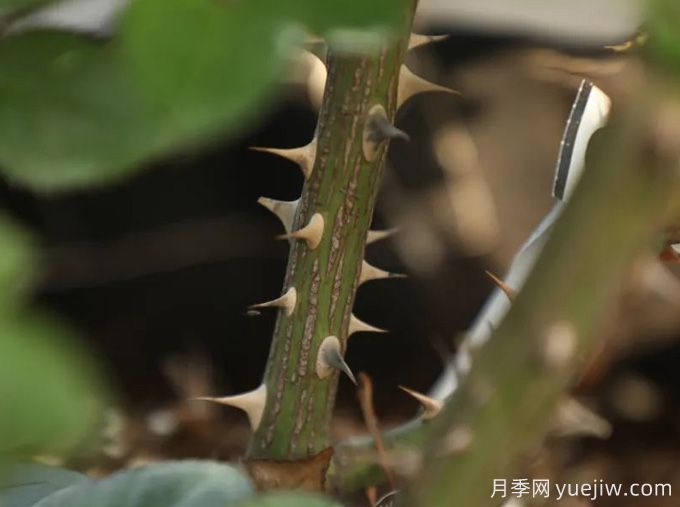 又被扎了！月季憑什么長(zhǎng)那么多刺？(圖2)