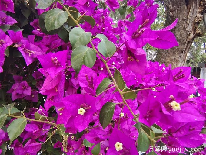 十一月開花的花有哪些？(圖2)