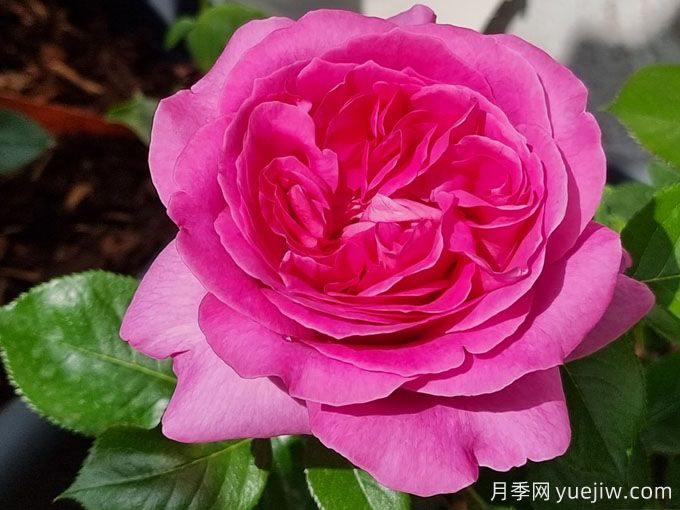 伯納黛特拉方特月季介紹，花美花大濃香勤花(圖2)