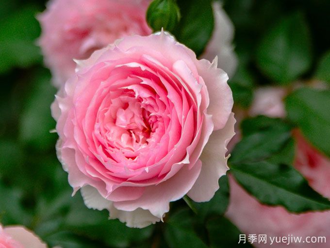 夢中情花？耐曬耐雨淋！5個天狼月季品種推薦(圖3)