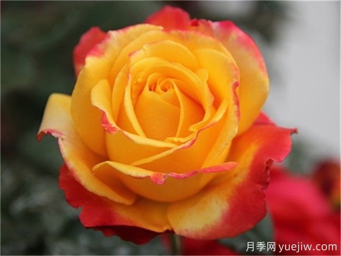 種植大花月季需要注意什么細(xì)節(jié)？(圖1)