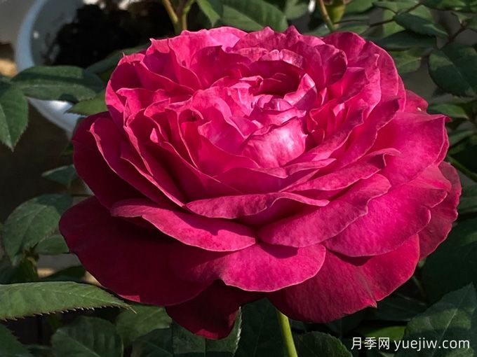 詹尼斯凱洛格月季/伊芙詹尼斯月季(圖1)