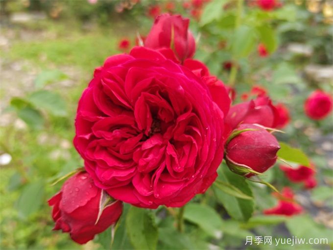 月季推薦，紅蘋果(圖1)