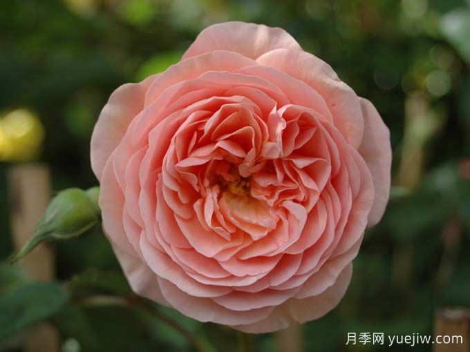 如果你喜歡淡雅，推薦5個(gè)橙杏色和桃粉色月季(圖4)