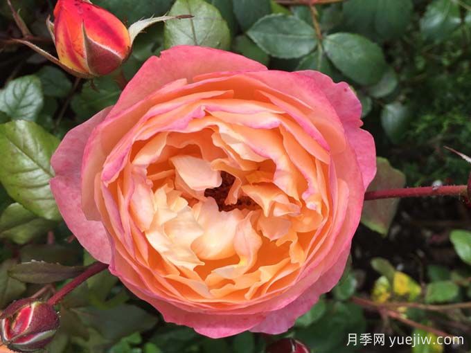 如果你喜歡淡雅，推薦5個(gè)橙杏色和桃粉色月季(圖1)