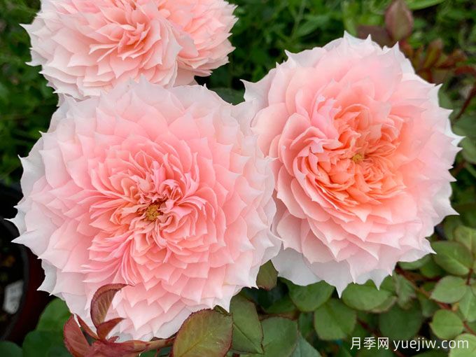 莫妮卡戴維月季，花美香濃、復花快、抗病性強(圖2)