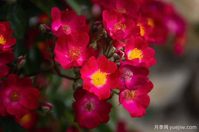 30款巨型爬藤月季，高度達5米能做花墻拱門(圖2)