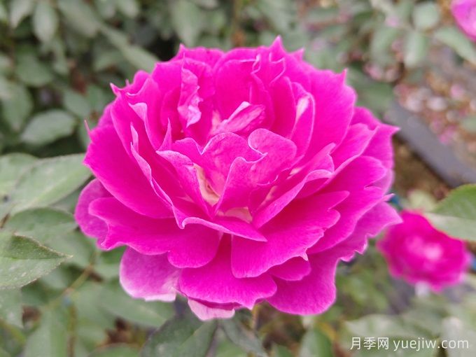 蝴蝶蘭和月季花有什么不同處？蝴蝶蘭和月季花哪個好養(yǎng)？(圖1)