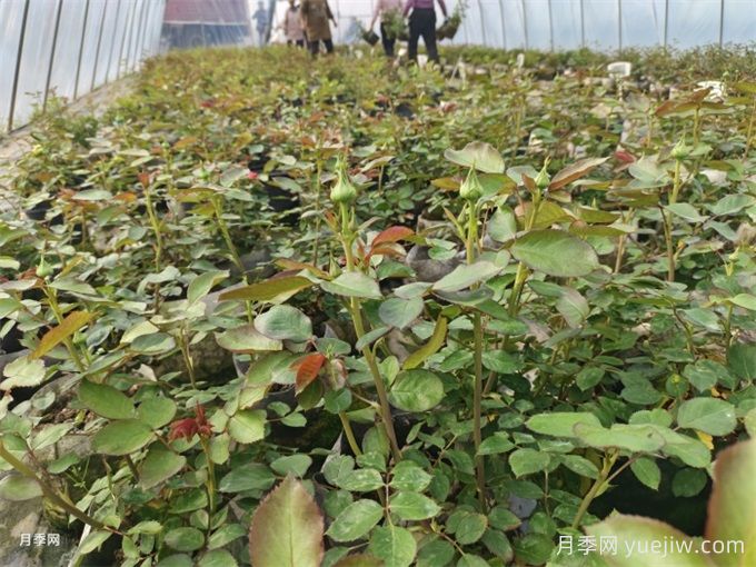 山刺玫的種植方法，其有哪些價(jià)值(圖1)