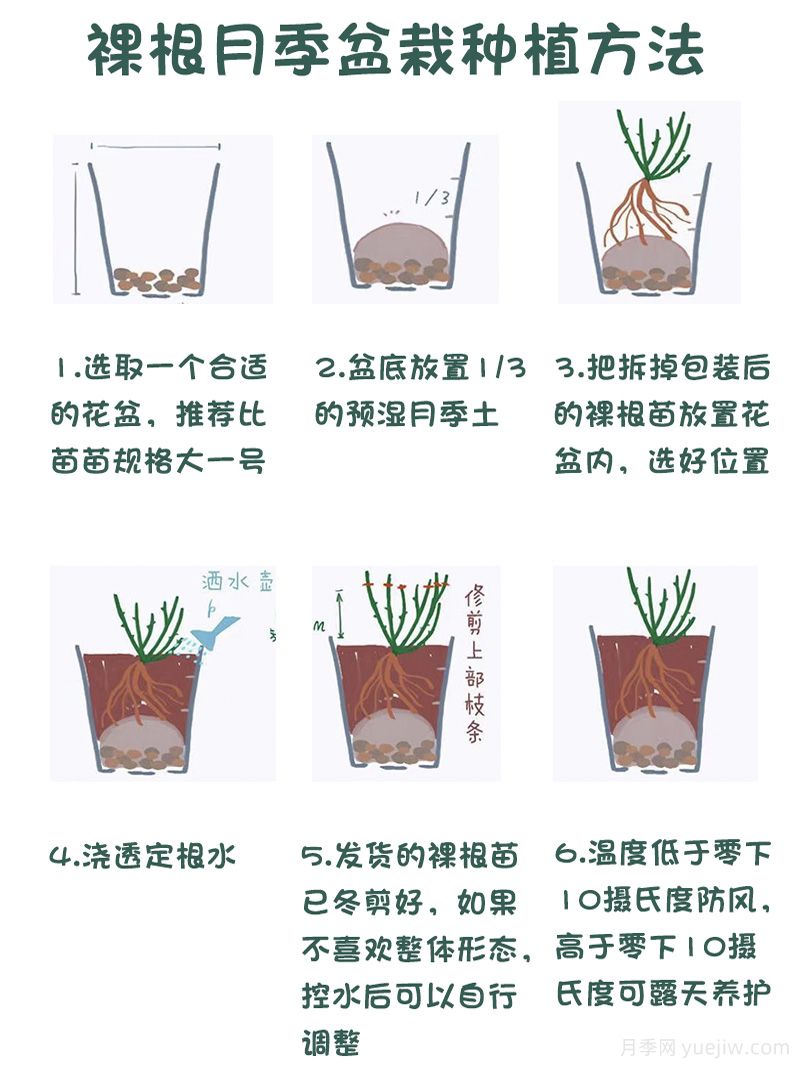 月季裸根苗的優(yōu)點？裸根月季如何種植？(圖2)