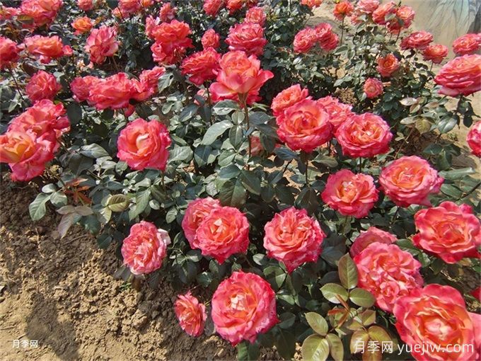 礦山修復(fù)綠化：植物配置如何改變生態(tài)？(圖1)