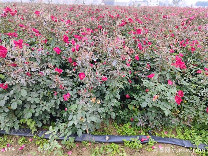 冬季月季花苞還能開放嗎？(圖1)