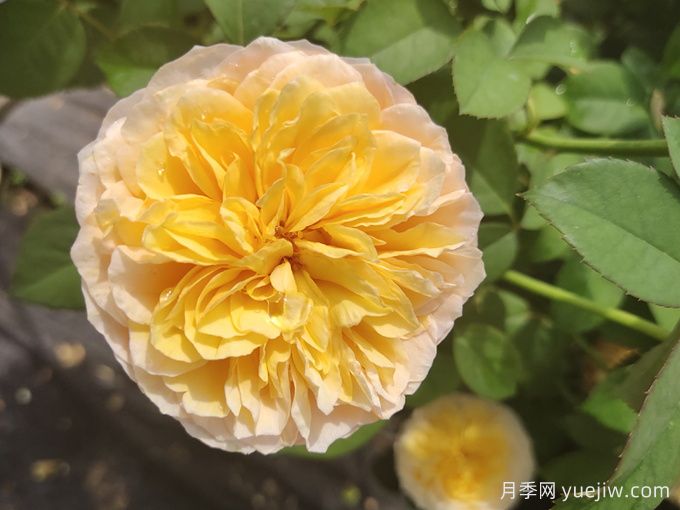 堪稱世界上***貴的花，你能買上幾枝？(圖1)