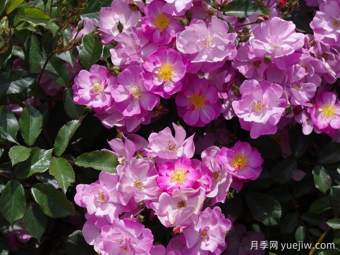 月季推薦，薰衣草之夢月季(圖1)
