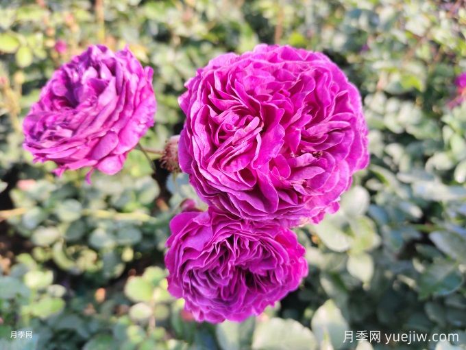 月季花冬天如何養(yǎng)護？教你春天爆盆絕招(圖1)