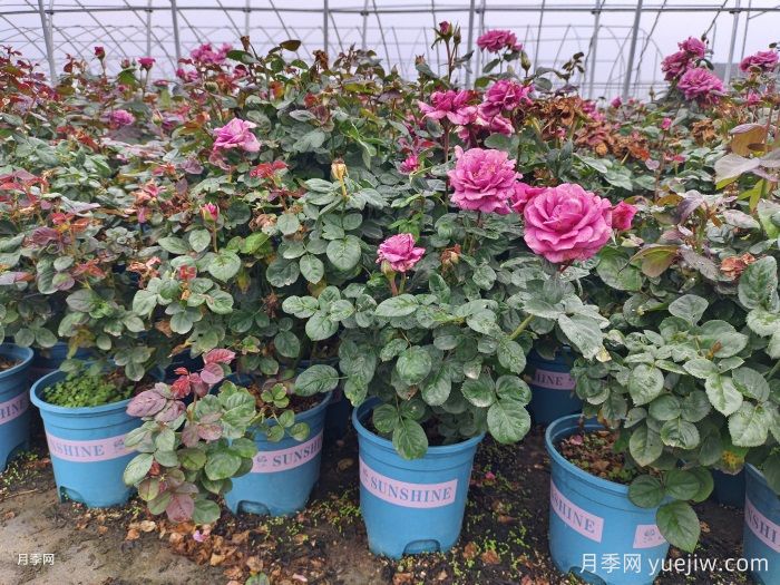 如何選擇適合家里高度的綠植盆栽？(圖1)