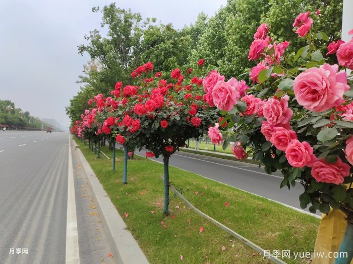 月季界的新寵，樹狀月季養(yǎng)護(hù)注意事項(xiàng)(圖2)