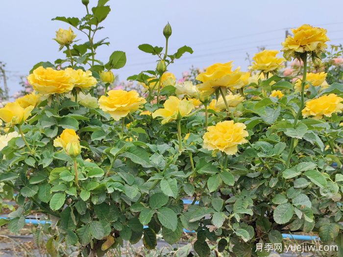 養(yǎng)月季摘芽和抹芽的區(qū)別？該如何做？(圖1)
