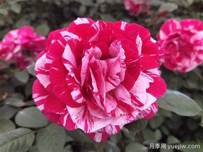 大花月季開花時間長嗎？(圖1)