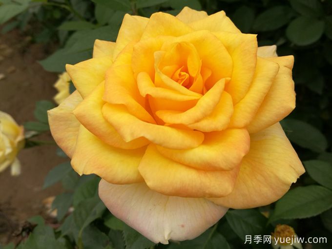 大花月季開花時間長嗎？(圖2)