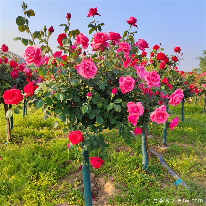 怎樣讓樹狀月季多開花？(圖1)