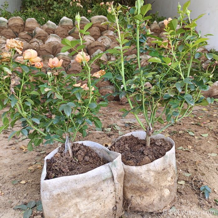 盆栽月季花怎么從小苗養(yǎng)大開(kāi)花？(圖1)