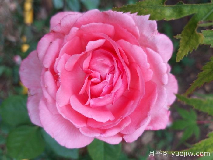 花宮娜月季，沒有缺點(diǎn)，又美又仙，抗病又勤花(圖1)