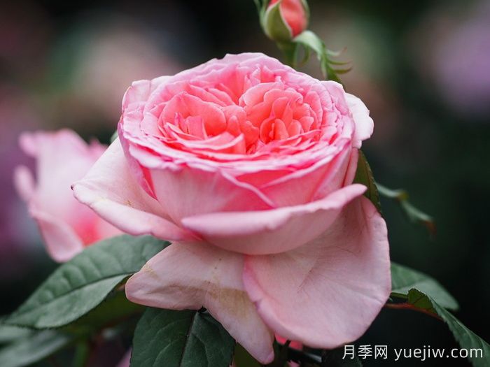 花宮娜月季，沒有缺點(diǎn)，又美又仙，抗病又勤花(圖2)