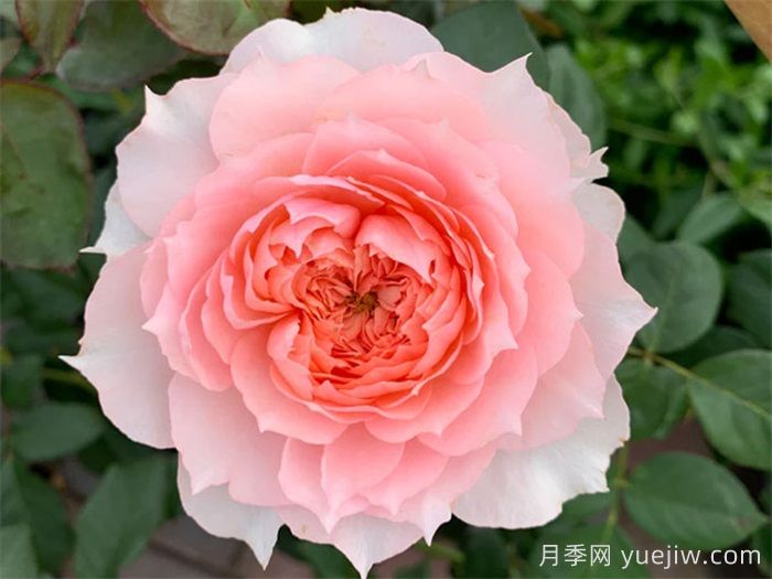 莫妮卡戴維月季，美如仙女，顏值極高(圖1)