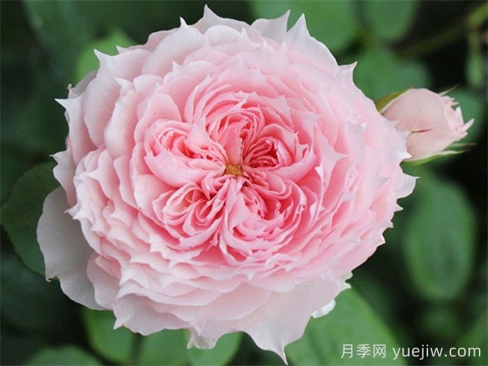 莫妮卡戴維月季，美如仙女，顏值極高(圖2)