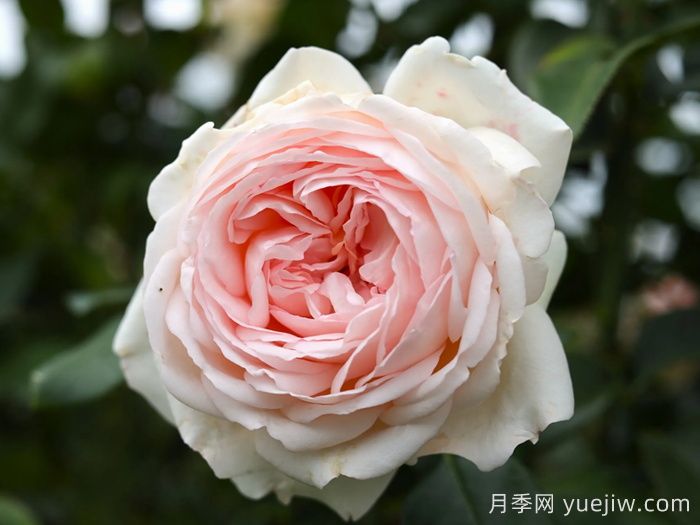 香檳美酒月季，超高顏值勤花芳香(圖1)