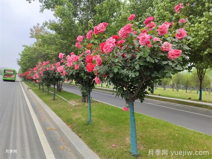 一棵樹的生態(tài)價值有哪些？(圖1)