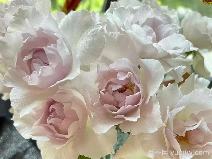 月季推薦，莎菲天使月季(圖1)
