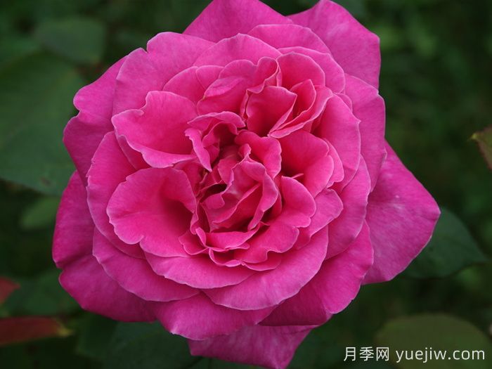 月季推薦，淑女月季(圖1)